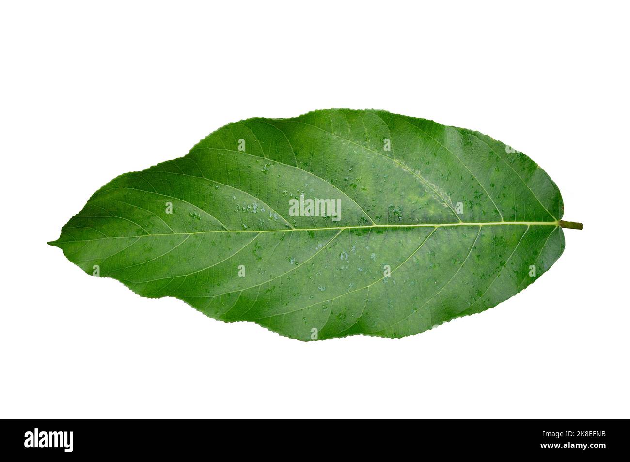 foglie su uno sfondo bianco isolare Foto Stock