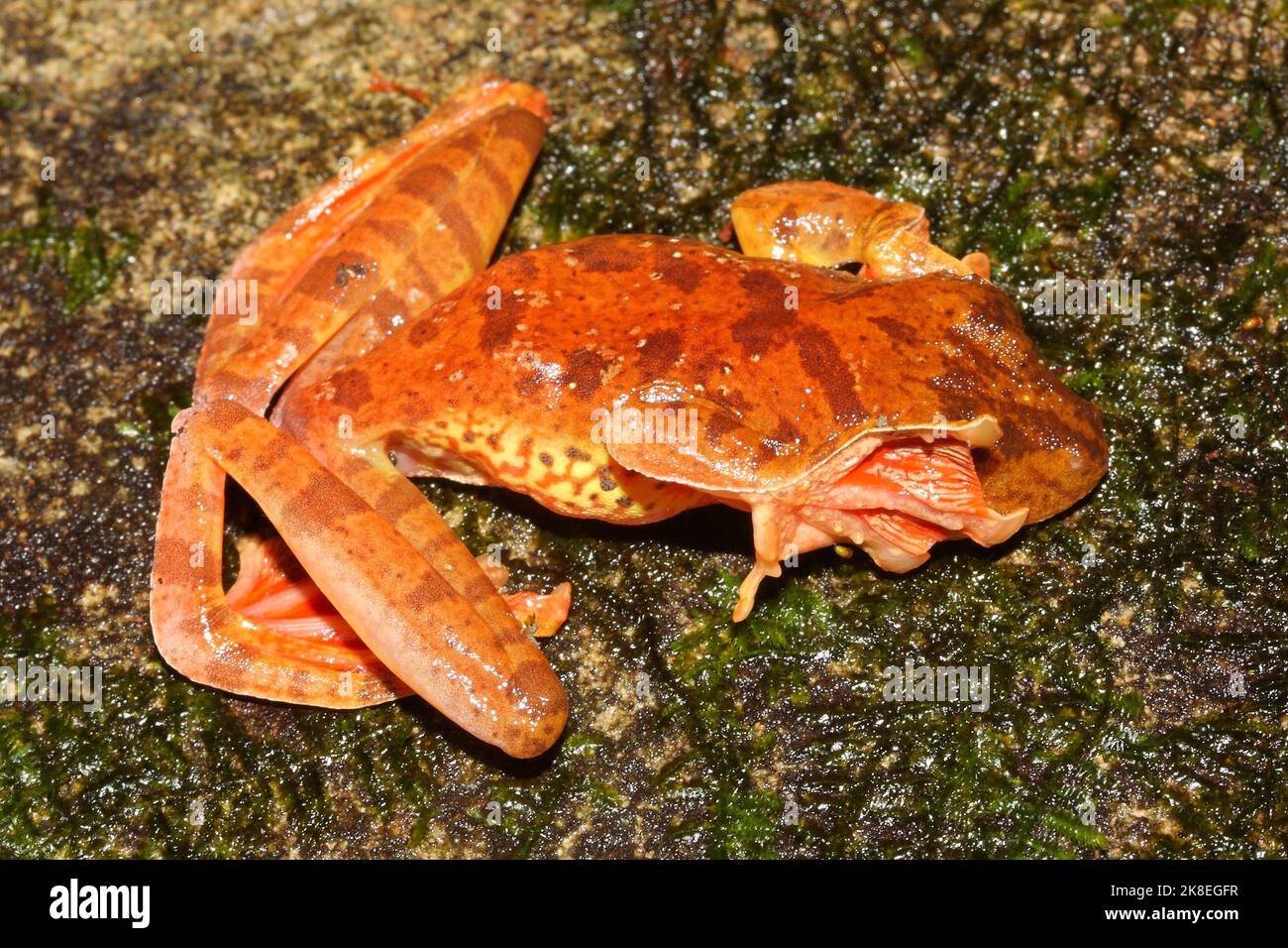 arlecchino rana (Rhacophorus pardalis) durante il comportamento difensivo - occhi coperti Foto Stock