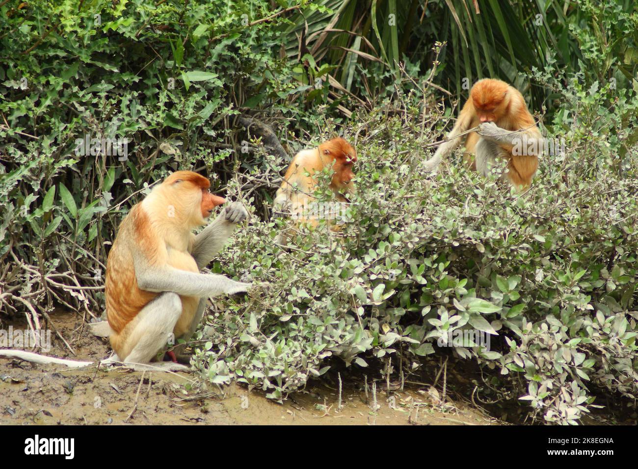 Famiglia delle scimmie Proboscis (Nasalis larvatus) nel suo habitat naturale, il Borneo Foto Stock