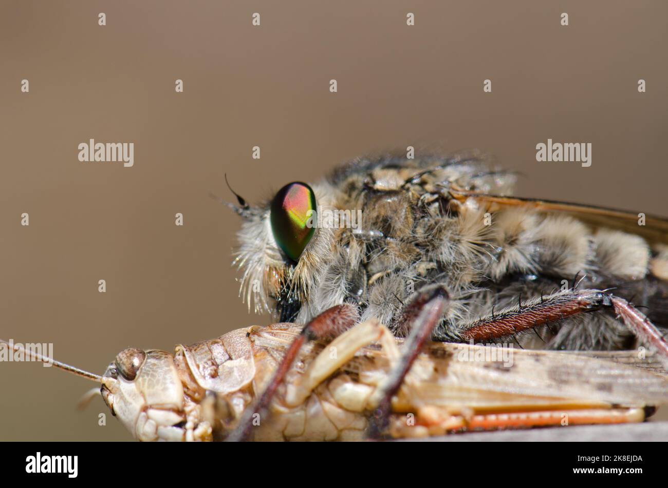 Robber volare Promachus latitarsatus nutrire su una locusta marocchina Dociostaurus maroccanus. Inagua. Tejeda. Gran Canaria. Isole Canarie. Spagna. Foto Stock