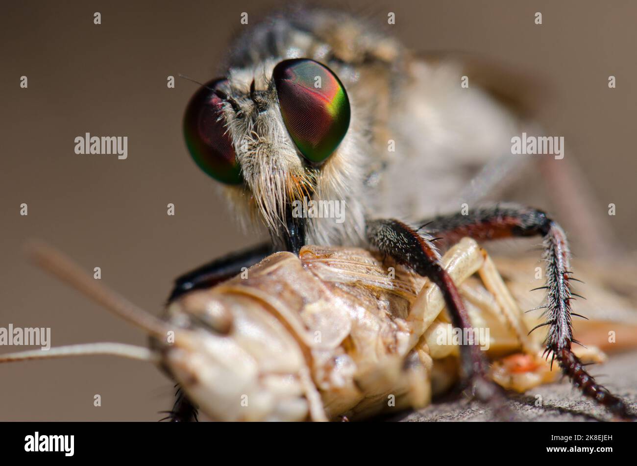 Robber volare Promachus latitarsatus nutrire su una locusta marocchina Dociostaurus maroccanus. Inagua. Tejeda. Gran Canaria. Isole Canarie. Spagna. Foto Stock