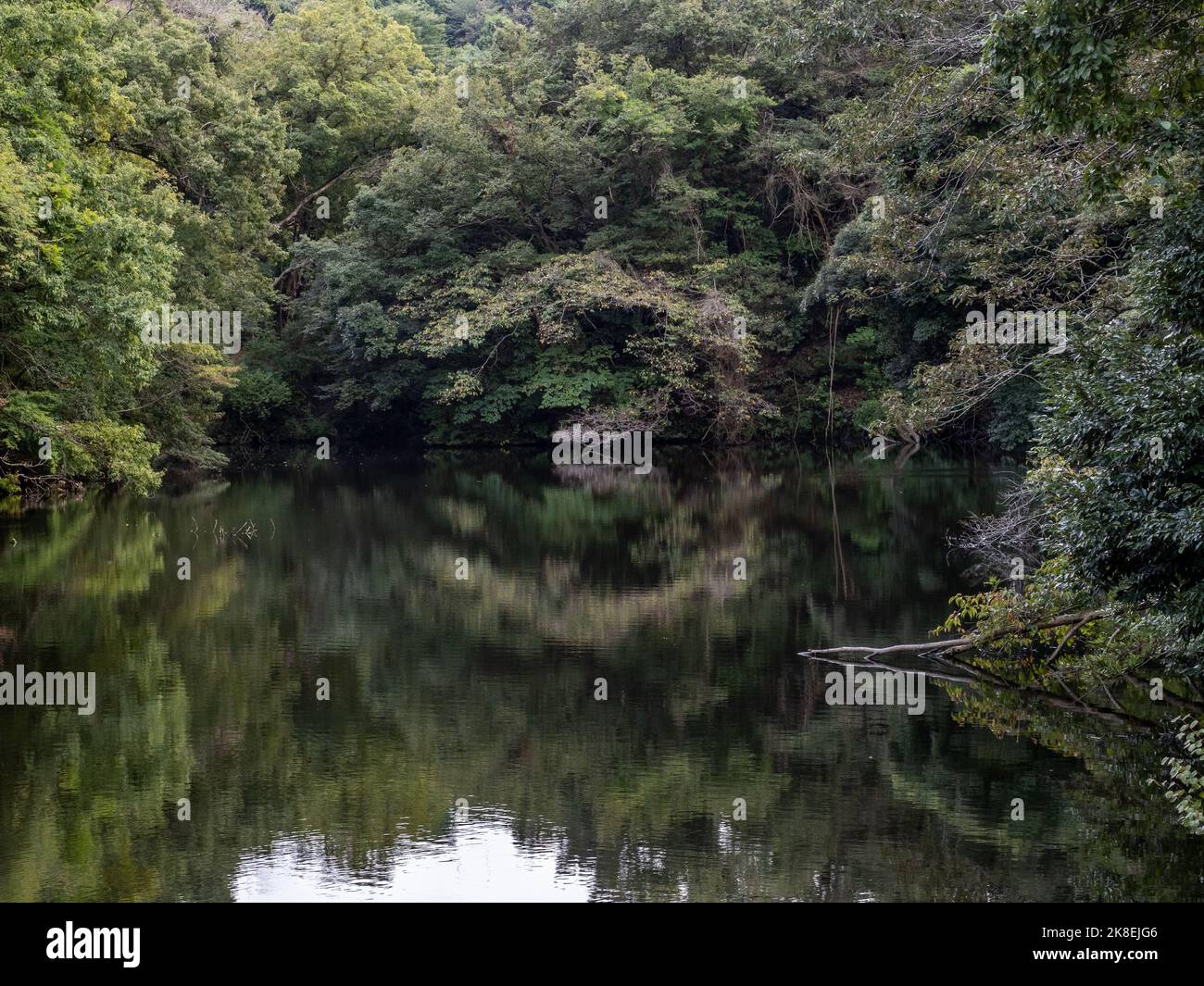 Guardando la fitta foresta attraverso Sanzagaike Pond in un grande parco forestale a Kamakura, Giappone Foto Stock Guardando la fitta foresta attraverso Sanzagaike Pond in un grande parco forestale a Kamakura, Giappone Foto Stock