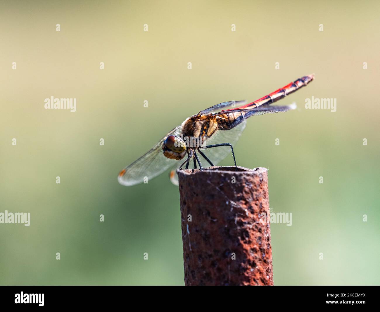 Una libellula più cara d'autunno, sympetrum frequens, riposa lungo un campo giapponese vicino ad una fattoria a Fujisawa, Giappone. Foto Stock Una libellula più cara d'autunno, sympetrum frequens, riposa lungo un campo giapponese vicino ad una fattoria a Fujisawa, Giappone. Foto Stock