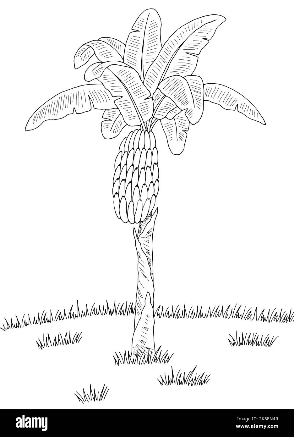 Banana palma grafica nero bianco paesaggio schizzo verticale illustrazione vettore Illustrazione Vettoriale