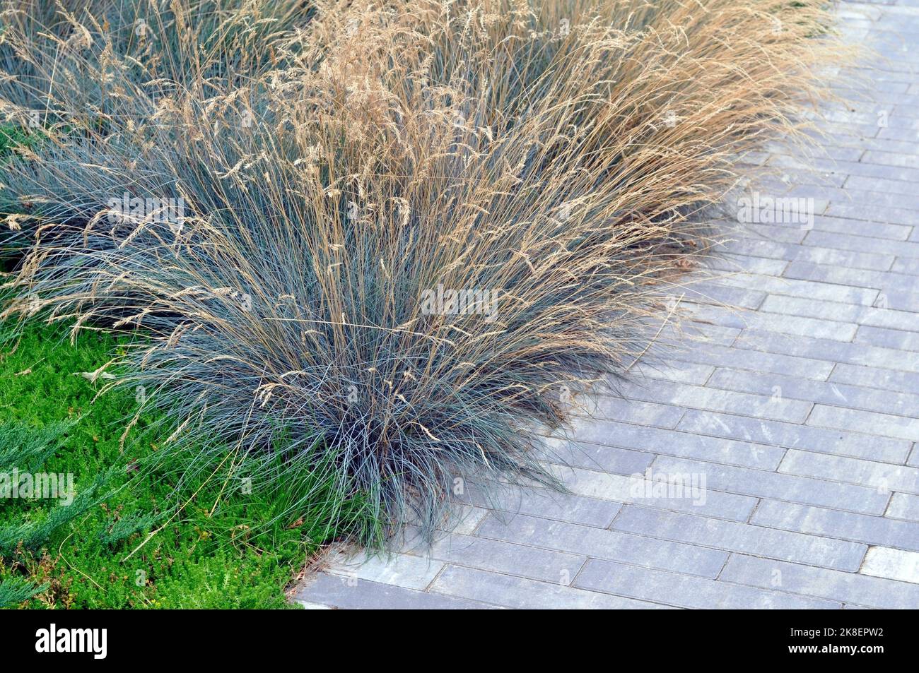 Blue fescue (Festuca glauca), un'erba ornamentale in design paesaggistico Foto Stock