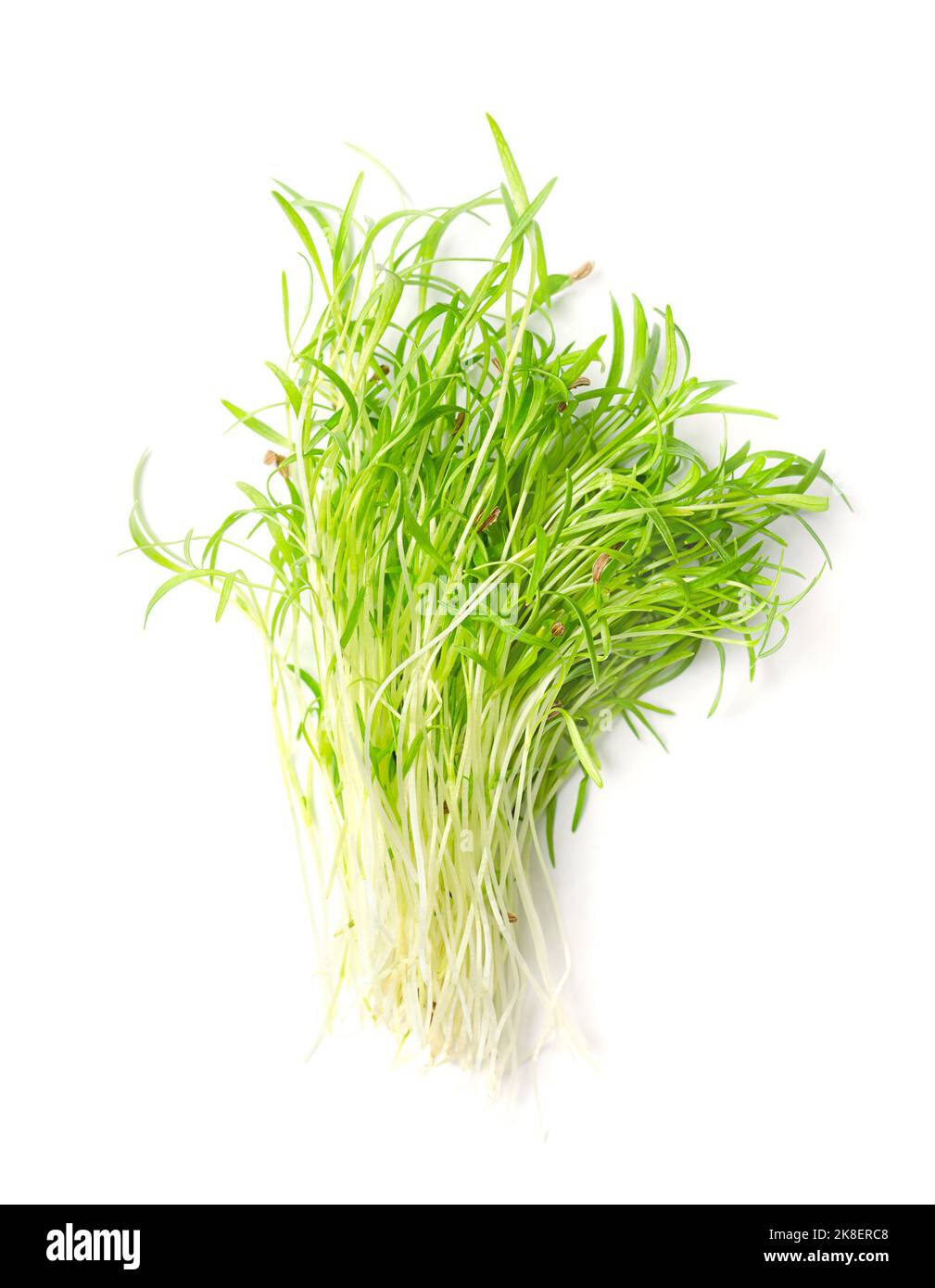 Mazzo di microgreens di carote fresche. Piantine verdi pronte da mangiare, germogli e giovani piante di Daucus carota germogliata, una pianta di radice. Foto Stock