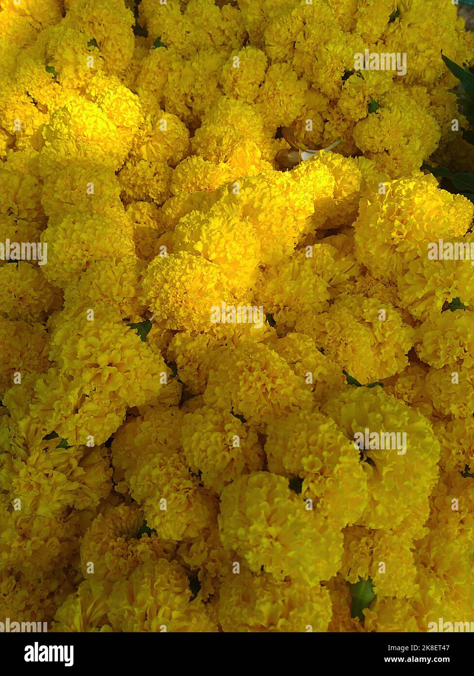 Foto full frame di fiori gialli di palustre nel mercato/Diwali/Deepavali festival Foto Stock