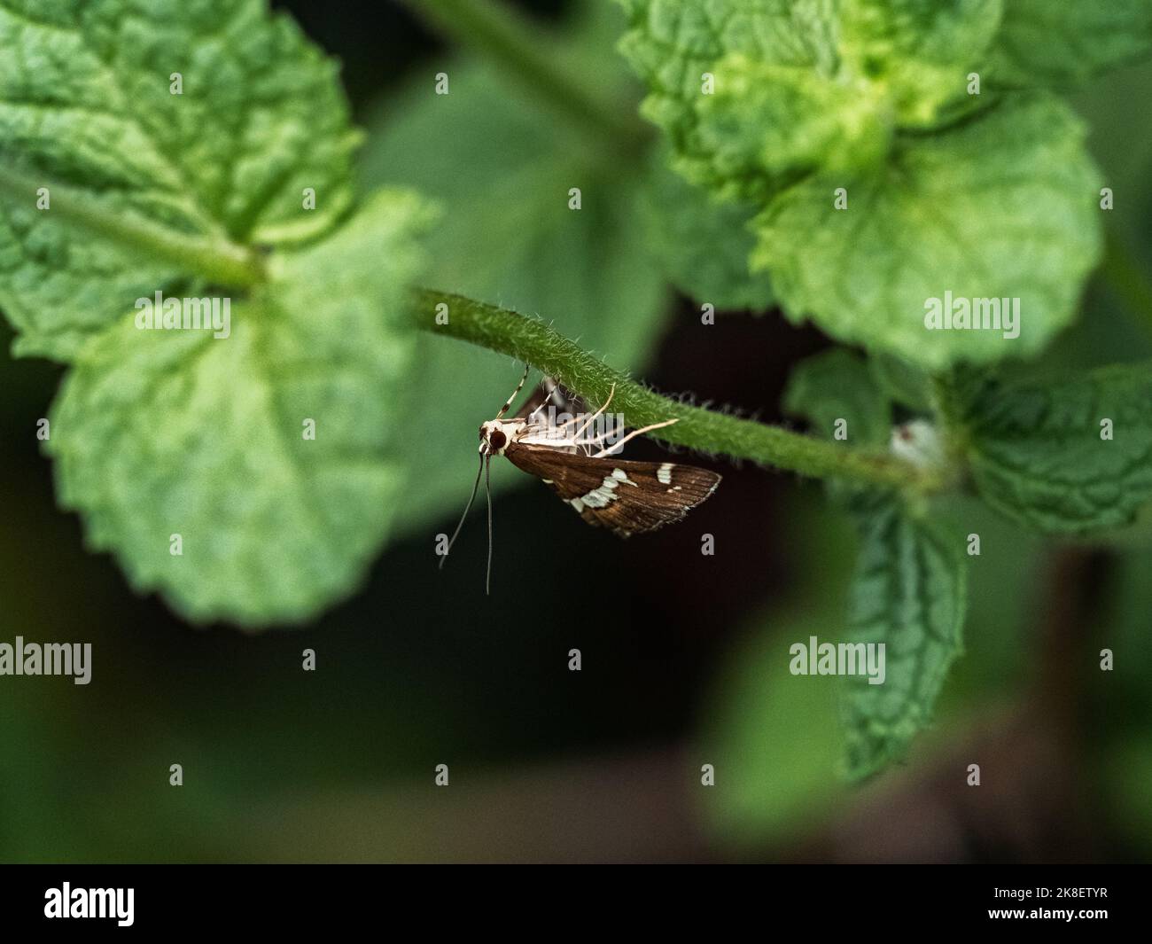 Bietola hawaiana Webworm Moth, Spoladea recurvalis, su un fusto di foglie in un piccolo giardino fiorito a Yokohama, Giappone. Foto Stock Bietola hawaiana Webworm Moth, Spoladea recurvalis, su un fusto di foglie in un piccolo giardino fiorito a Yokohama, Giappone. Foto Stock