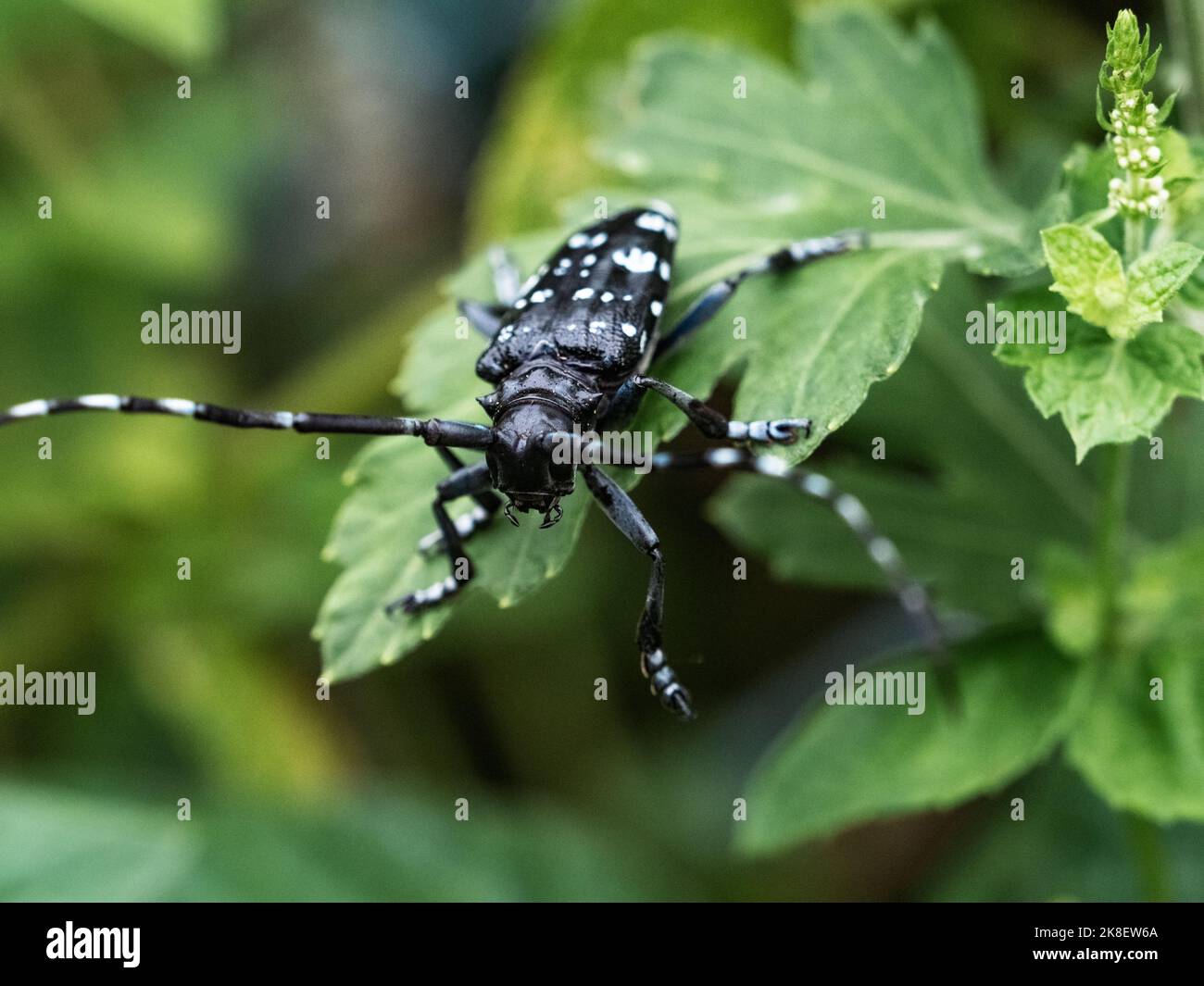 Uno scarabeo di corna lunga di agrumi, Anoplophora chinensis, con la sua lunga antenna poggiata su una pianta frondosa in un giardino a Yokohama, Giappone. Foto Stock Uno scarabeo di corna lunga di agrumi, Anoplophora chinensis, con la sua lunga antenna poggiata su una pianta frondosa in un giardino a Yokohama, Giappone. Foto Stock