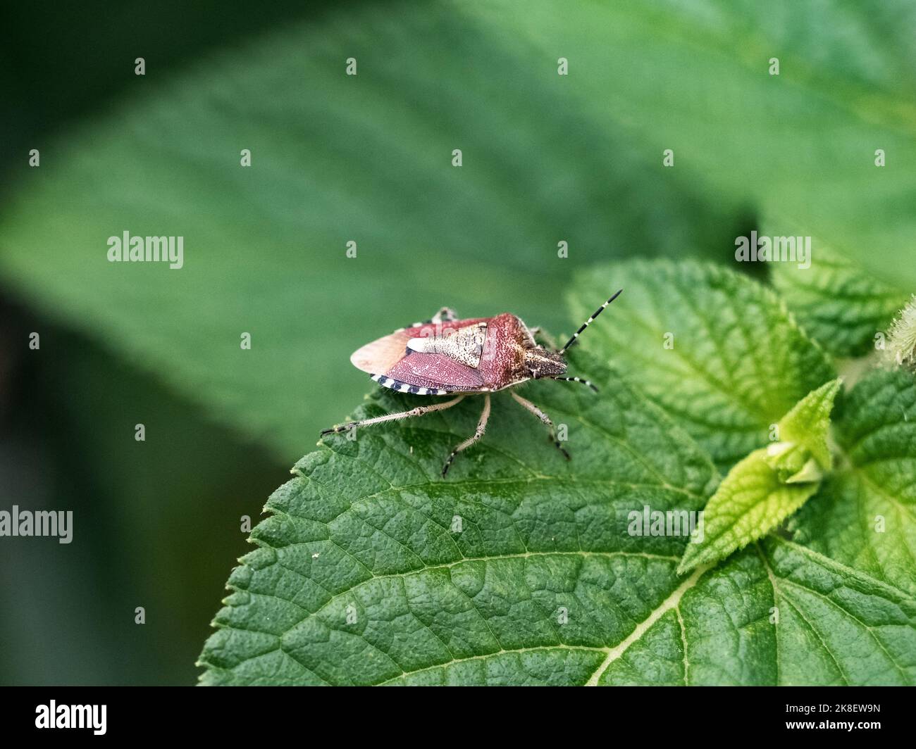 Un piccolo insetto a forma di scudo, Dolycoris baccarum, riposa su un'ampia foglia in un giardino a Yokohama, Giappone Foto Stock