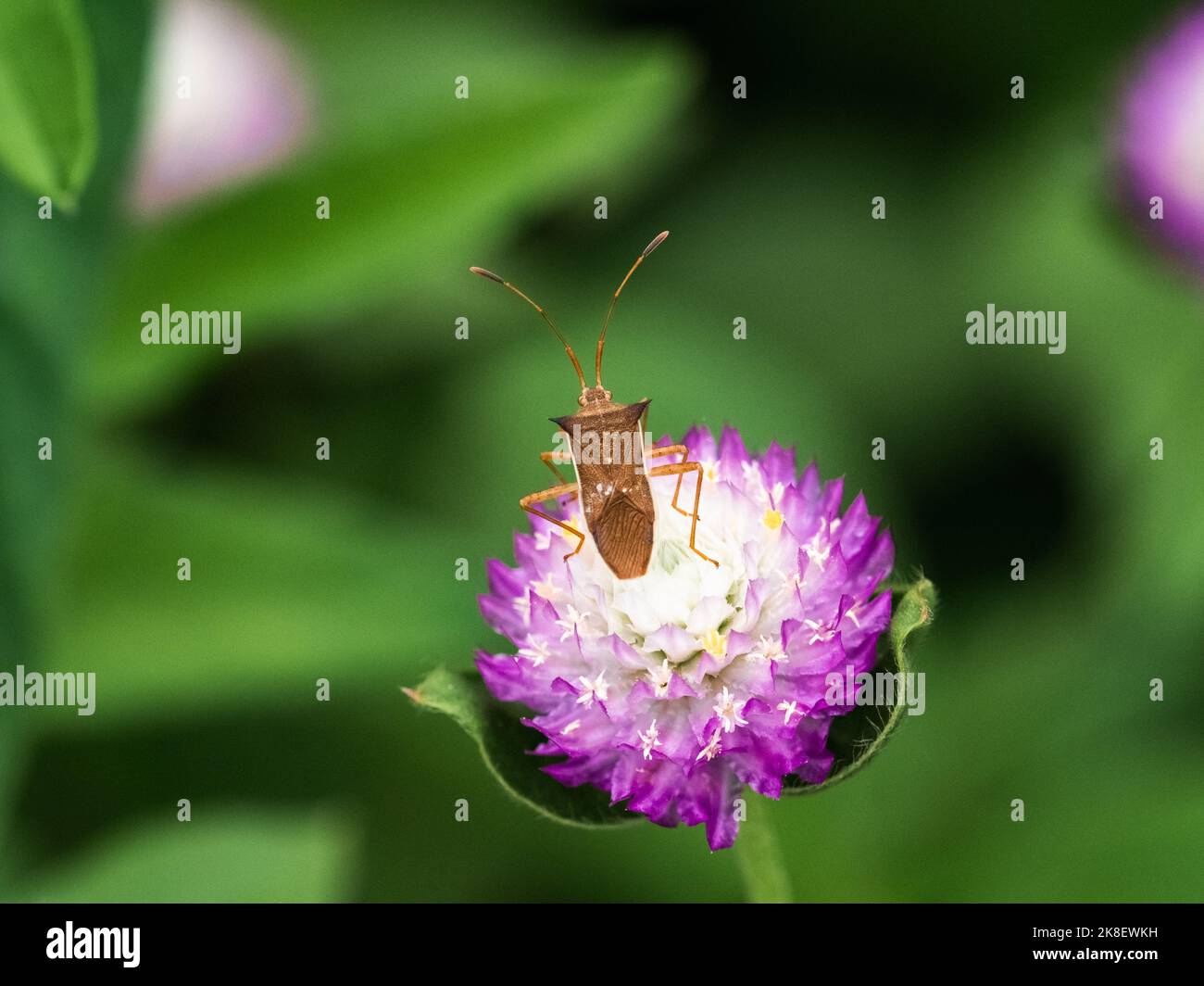 Una piccola stinkbug di riso, cletus punctiger, su un piccolo fiore di amaranto globo vicino ad una fattoria di riso giapponese a Yokohama, Giappone. Foto Stock Una piccola stinkbug di riso, cletus punctiger, su un piccolo fiore di amaranto globo vicino ad una fattoria di riso giapponese a Yokohama, Giappone. Foto Stock