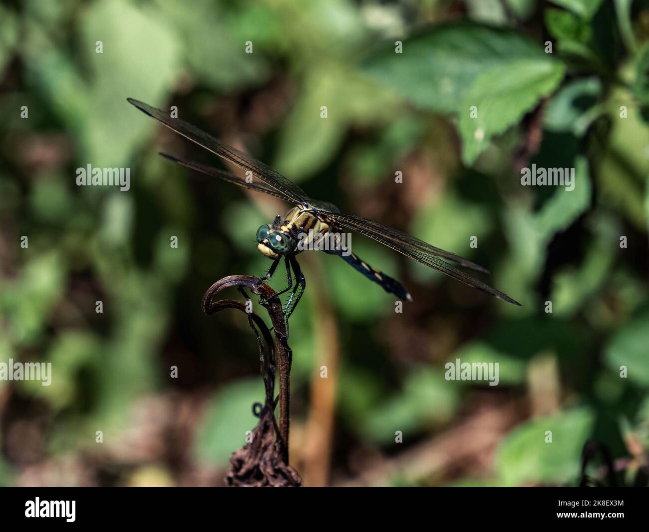Una femmina skimmer dalla coda bianca, orthetrum albistylum, appollaiata su un ramoscello in un giardino vicino a Yokohama, Giappone. Foto Stock Una femmina skimmer dalla coda bianca, orthetrum albistylum, appollaiata su un ramoscello in un giardino vicino a Yokohama, Giappone. Foto Stock
