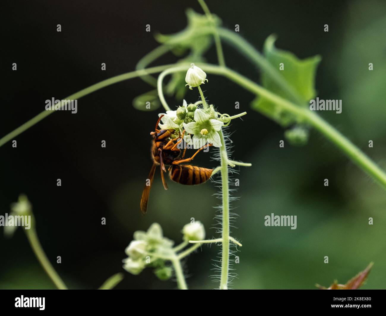 Un calabrone giallo giapponese, vespa simillima ssp. Xanthoptera, su piccoli fiori bianchi vicino ad un sentiero a Yokohama, Giappone Foto Stock