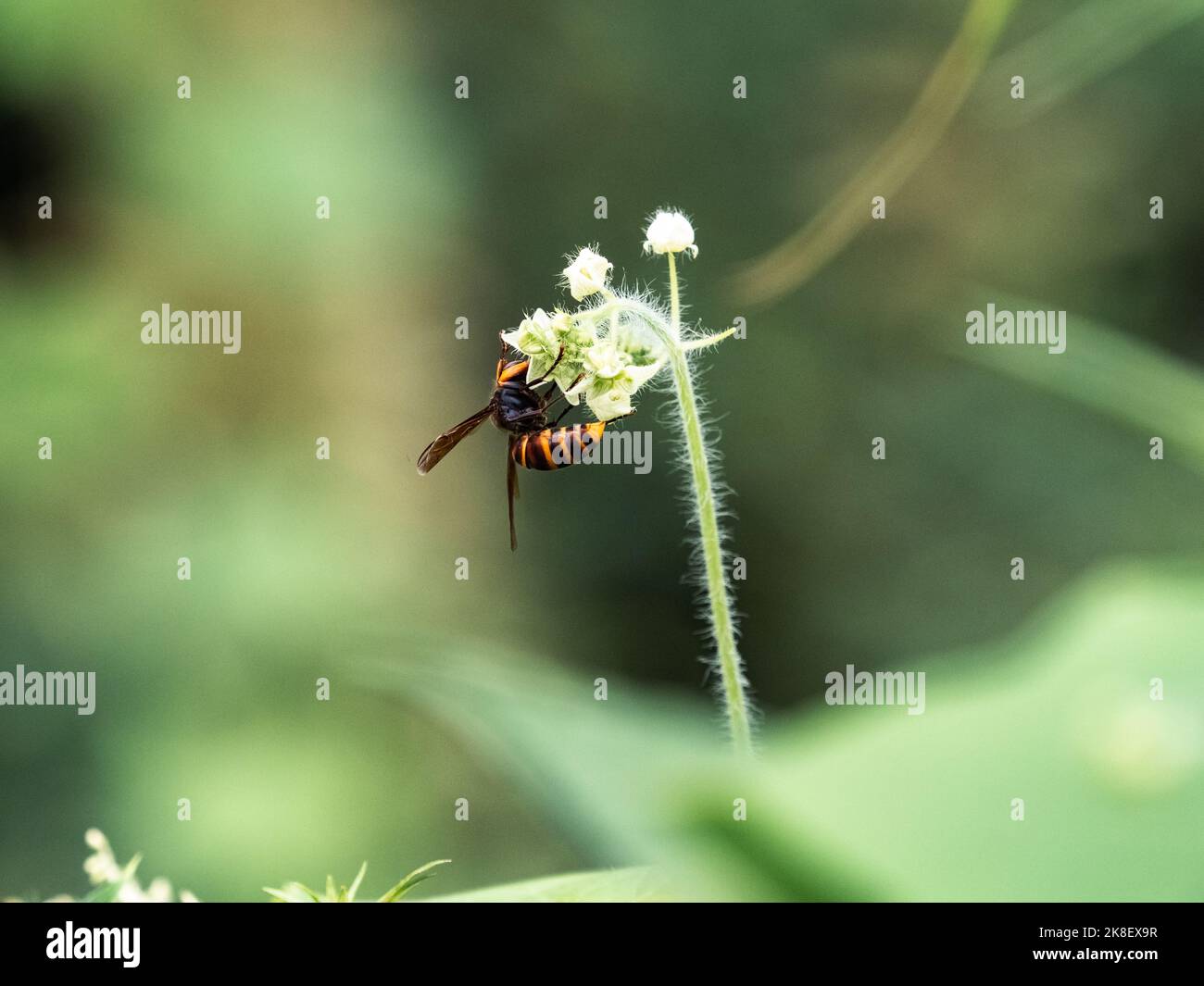 Un calabrone giallo giapponese, vespa simillima ssp. Xanthoptera, su piccoli fiori bianchi vicino ad un sentiero a Yokohama, Giappone Foto Stock Un calabrone giallo giapponese, vespa simillima ssp. Xanthoptera, su piccoli fiori bianchi vicino ad un sentiero a Yokohama, Giappone Foto Stock