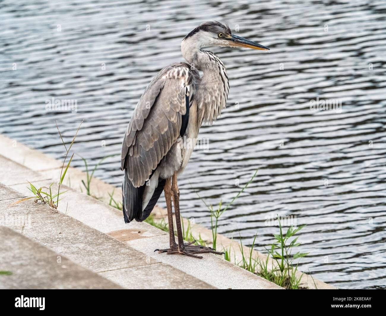 Un airone grigio giapponese, ardea cinerea jouyi, riposa accanto ad un piccolo stagno in un parco a Yokohama, Giappone Foto Stock Un airone grigio giapponese, ardea cinerea jouyi, riposa accanto ad un piccolo stagno in un parco a Yokohama, Giappone Foto Stock