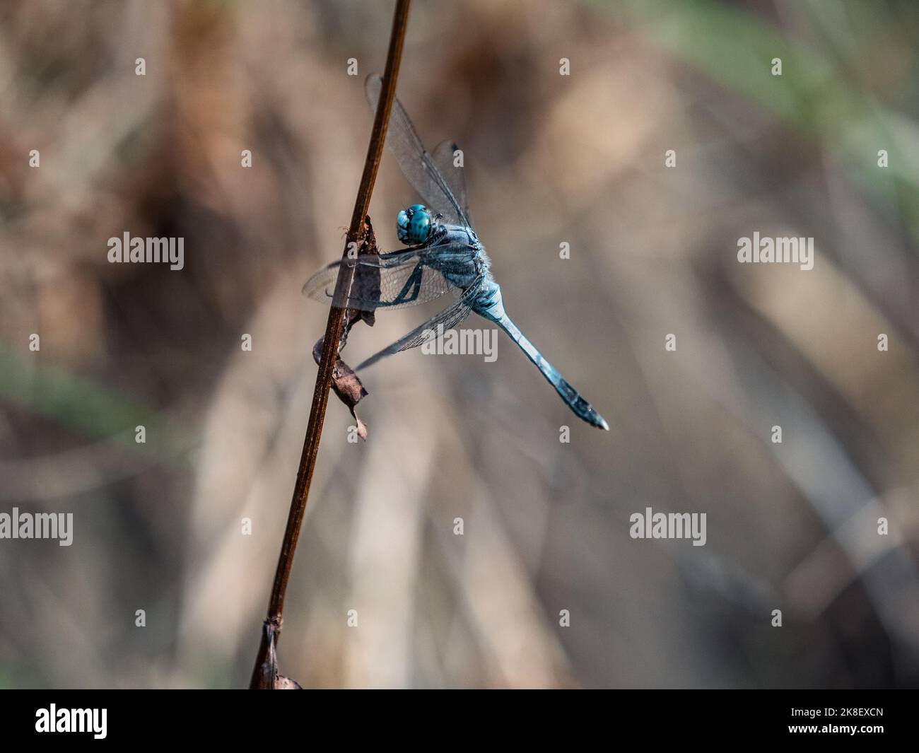 Uno skimmer dalla coda bianca, l'albistylum di ortetrum, arroccato su un ramoscello vicino ad uno stagno in un piccolo parco a Yokohama, Giappone. Foto Stock Uno skimmer dalla coda bianca, l'albistylum di ortetrum, arroccato su un ramoscello vicino ad uno stagno in un piccolo parco a Yokohama, Giappone. Foto Stock