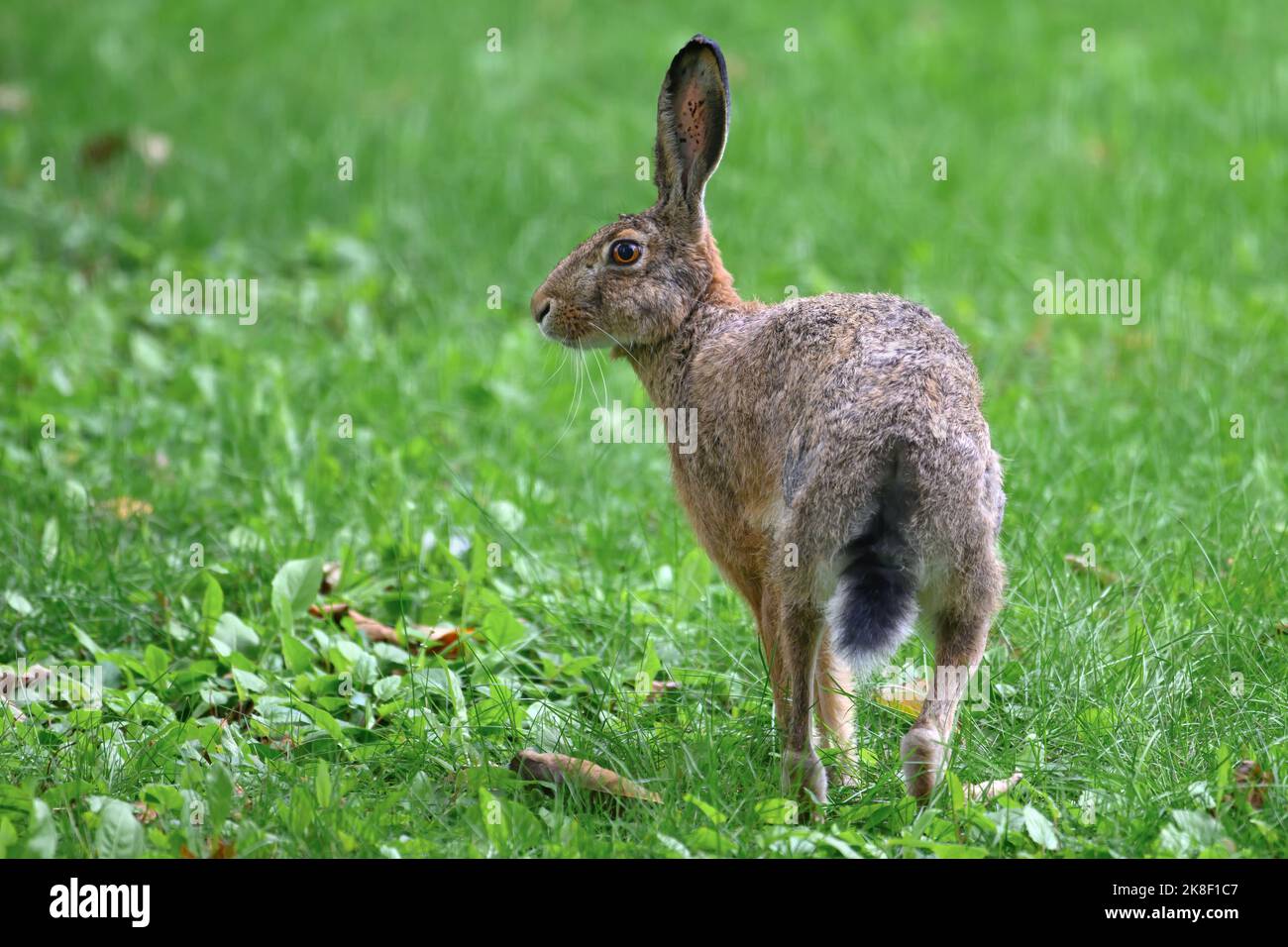 La lepre nel prato sta cercando dove correrà. Foto Stock