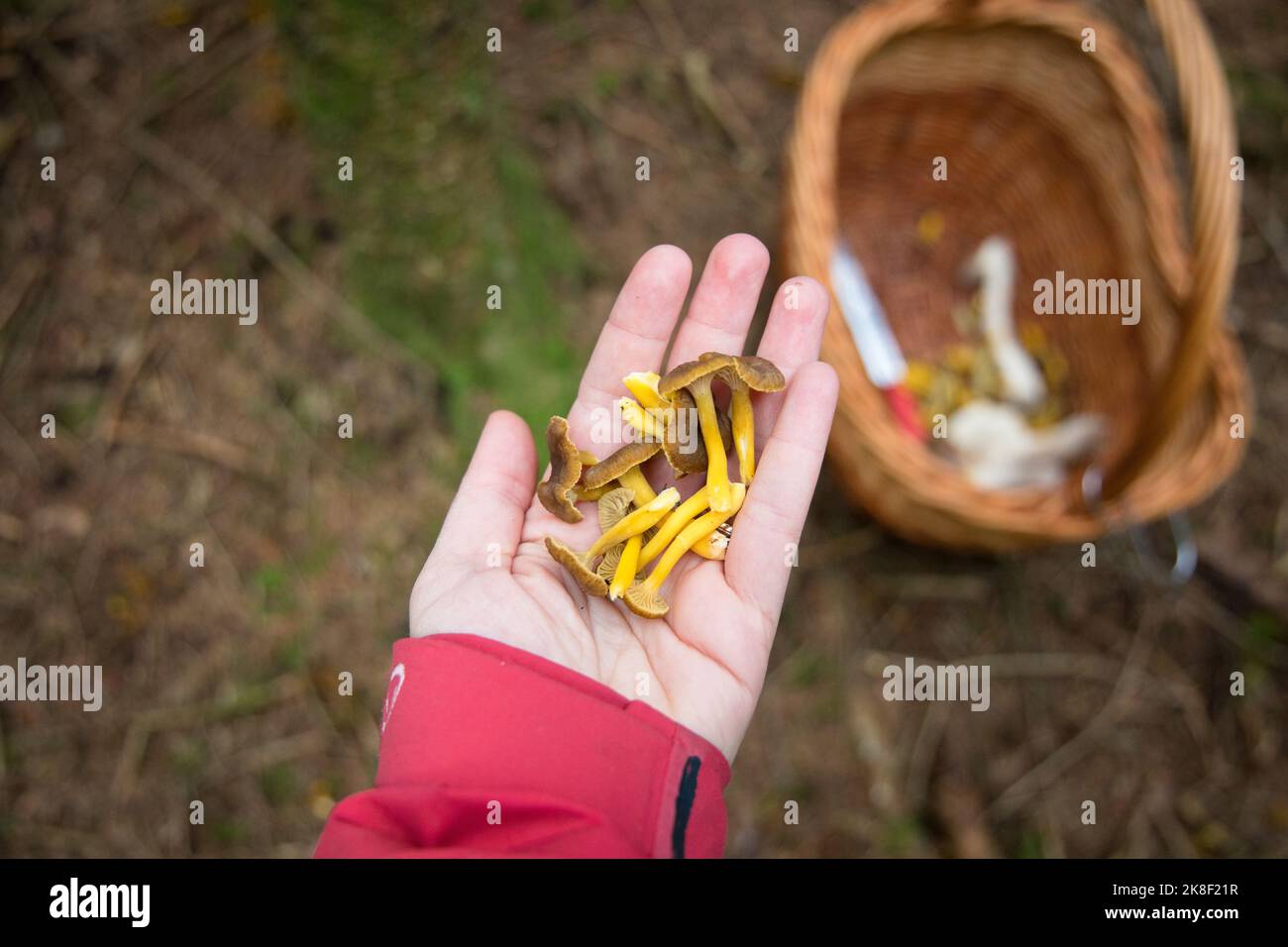 Craterellus tubaeformis, canterelle invernali in una mano di donna. Foto di alta qualità Foto Stock