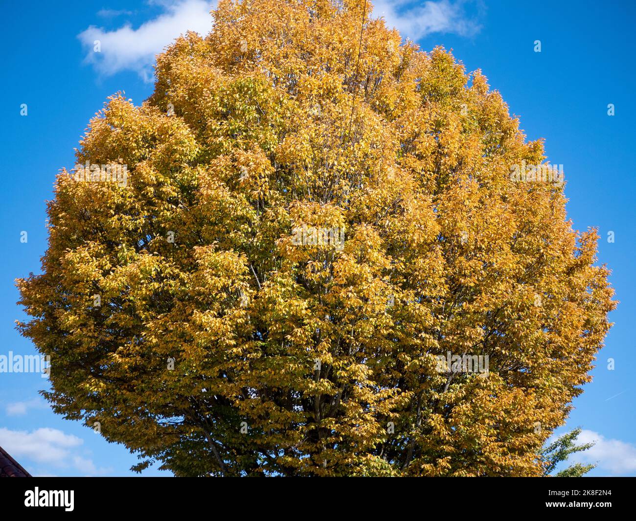 Vista su un albero urbano con foglie dorate in autunno a Londra. Foto Stock