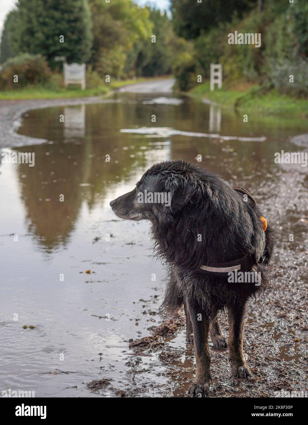 Chaddesley Corbett, Regno Unito. 23rd ottobre 2022. Tempo nel Regno Unito: Con piogge molto pesanti sono venute inondazioni flash in molte parti delle Midlands. Questo cane guarda indietro di sorpresa all'acqua che copre la strada che di solito prende durante la sua passeggiata quotidiana. Credit: Lee Hudson/Aalmy Live News Foto Stock