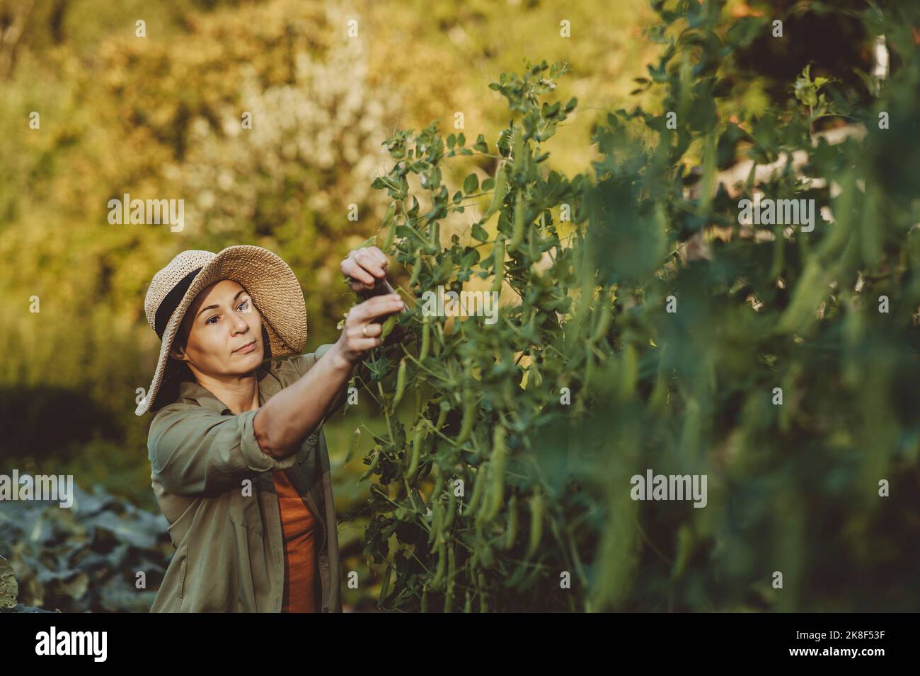 Donna matura che raccoglie piselli verdi in giardino Foto Stock