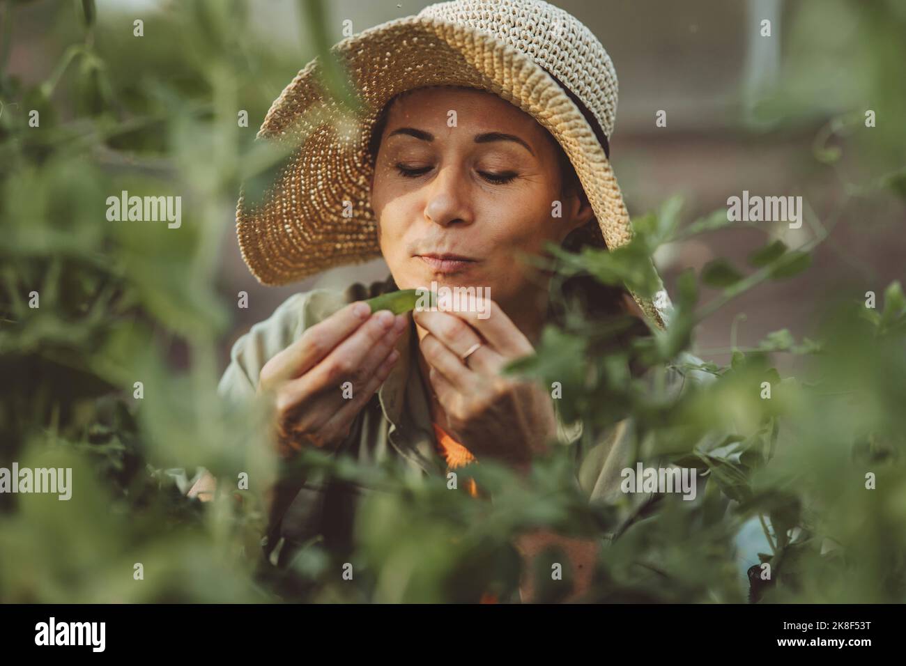 Donna con cappello di paglia che odora piselli verdi in giardino Foto Stock