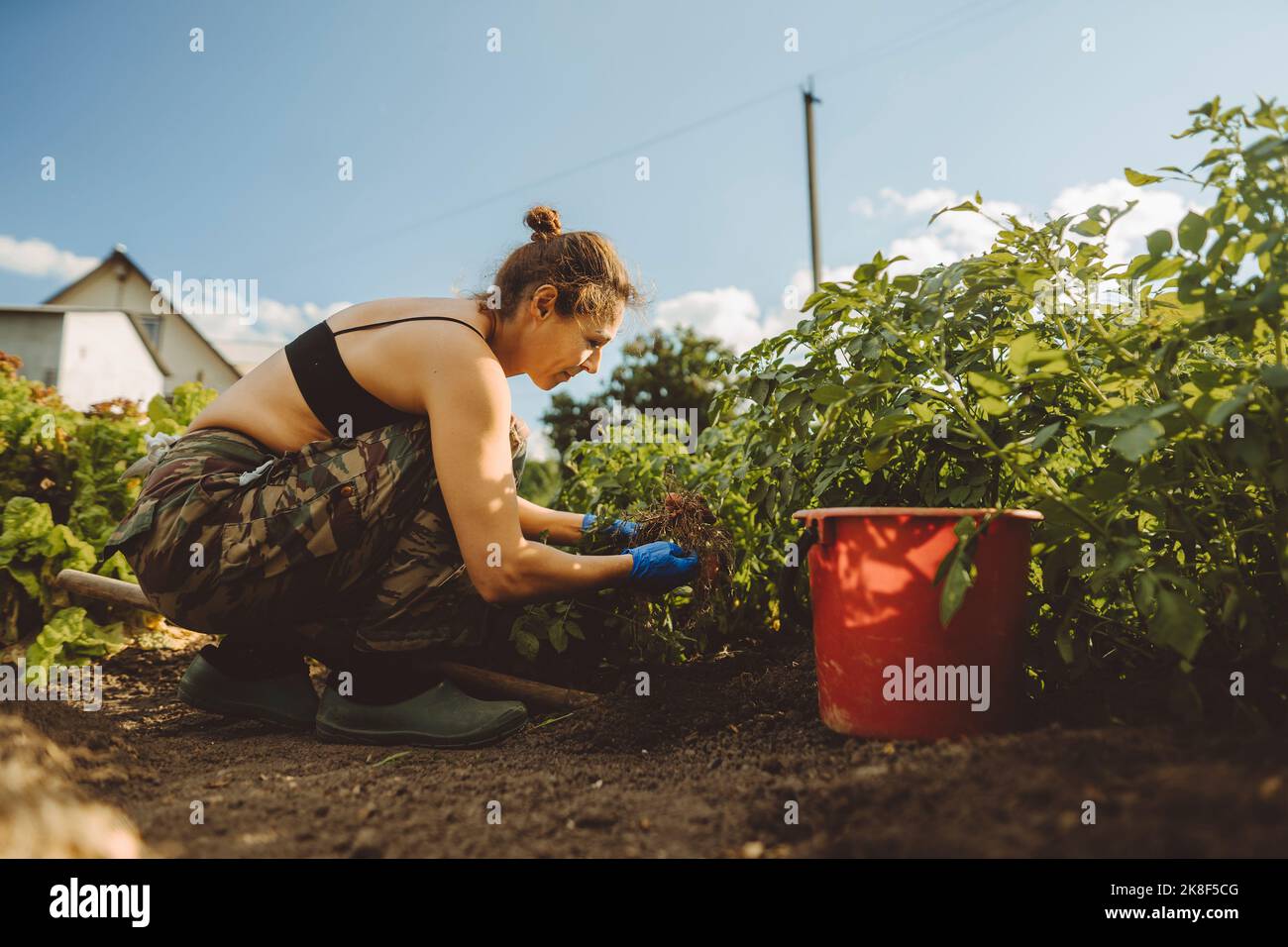 Donna che esamina le radici di pianta di patata in giardino Foto Stock