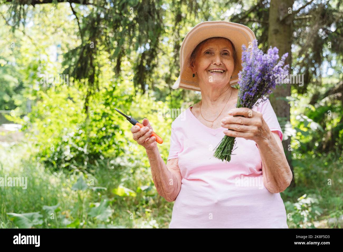Donna anziana sorridente con cesoie potanti che tengono mazzo di fiori di lavanda Foto Stock