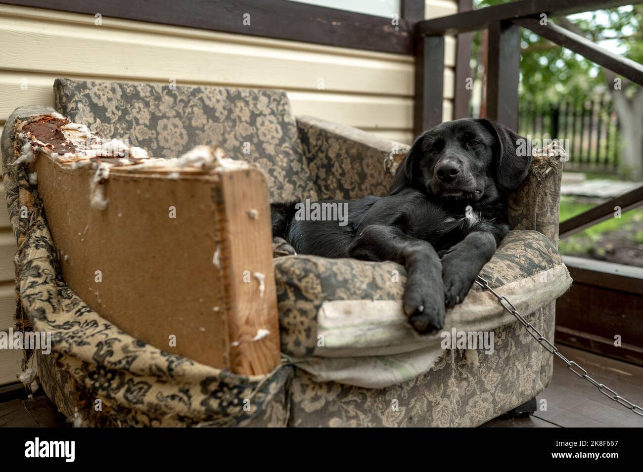 Cane malizioso sdraiato sulla poltrona masticata Foto Stock