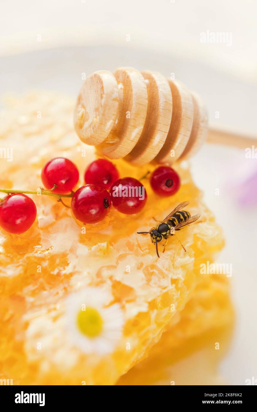 L'ape di miele che alimenta su honeycomb Foto Stock