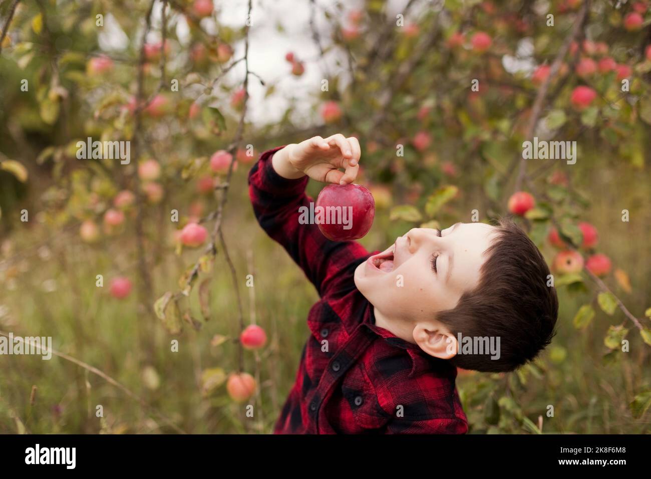Ragazzo che mangia mela rossa fresca in fattoria Foto Stock