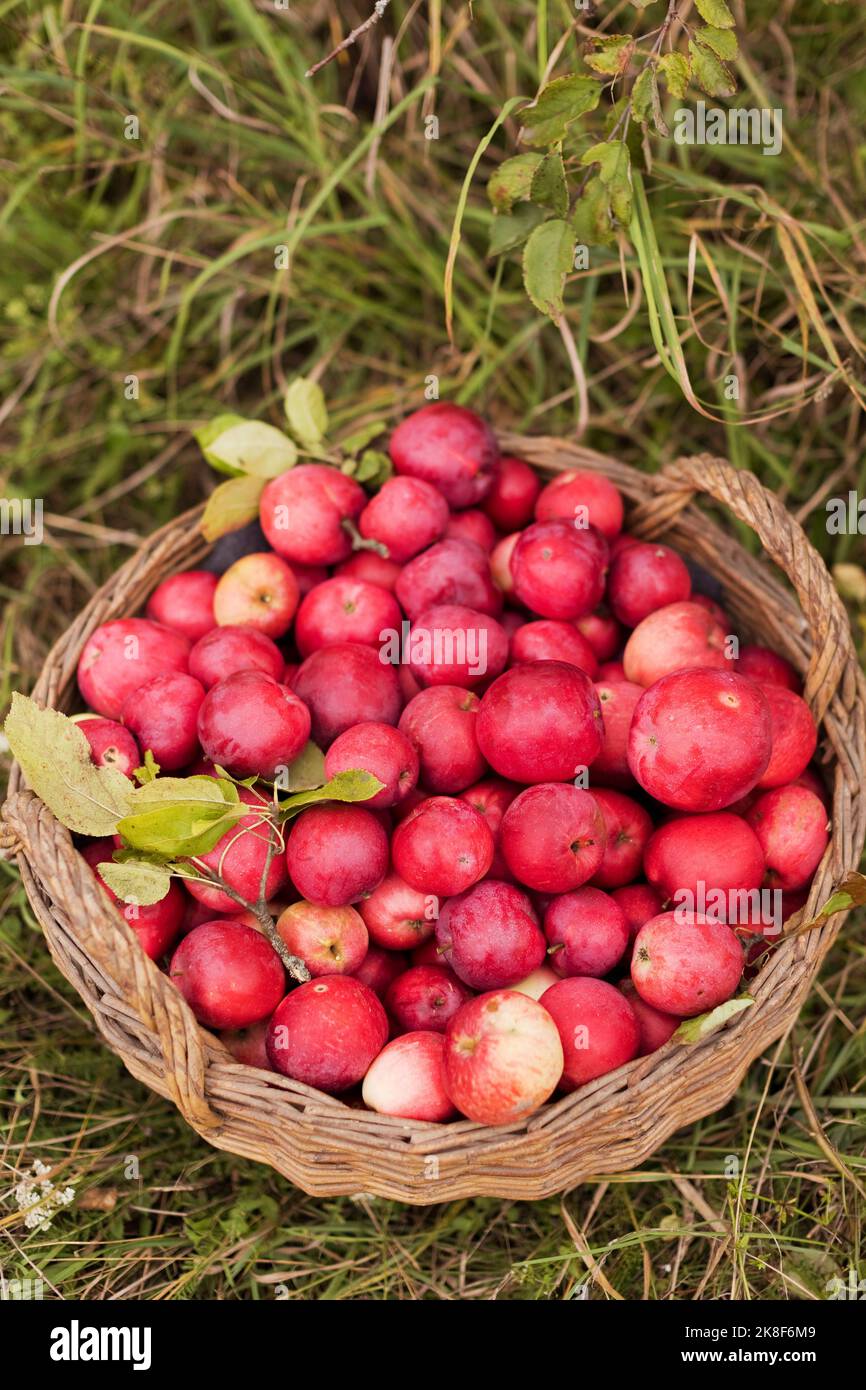 Cestino di mele fresche biologiche su erba Foto Stock