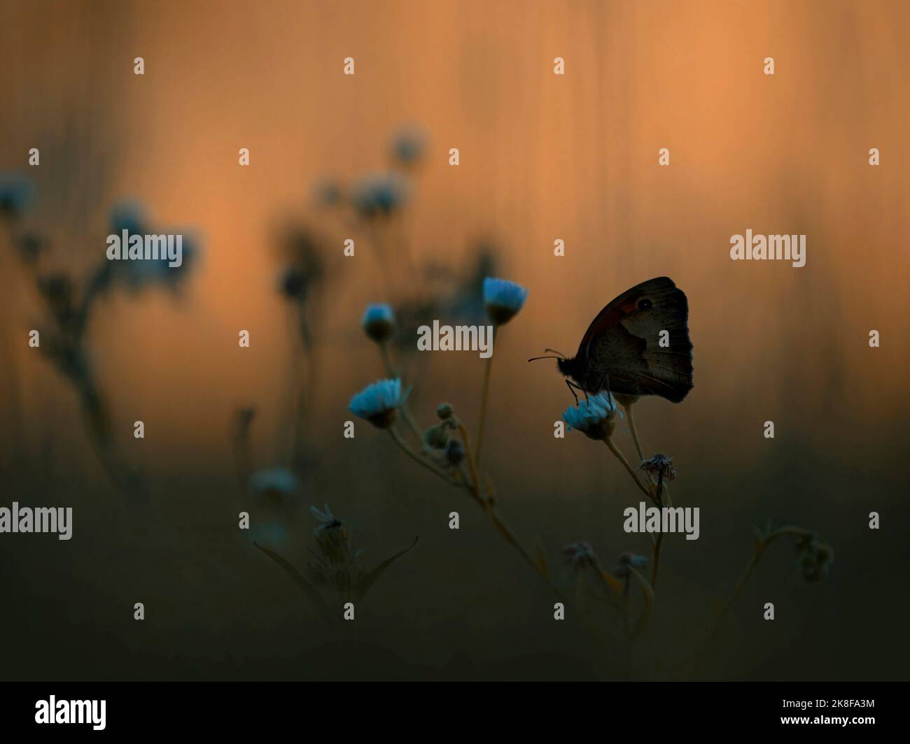 Farfalla ad anello silhouette su fiore blu al tramonto Foto Stock
