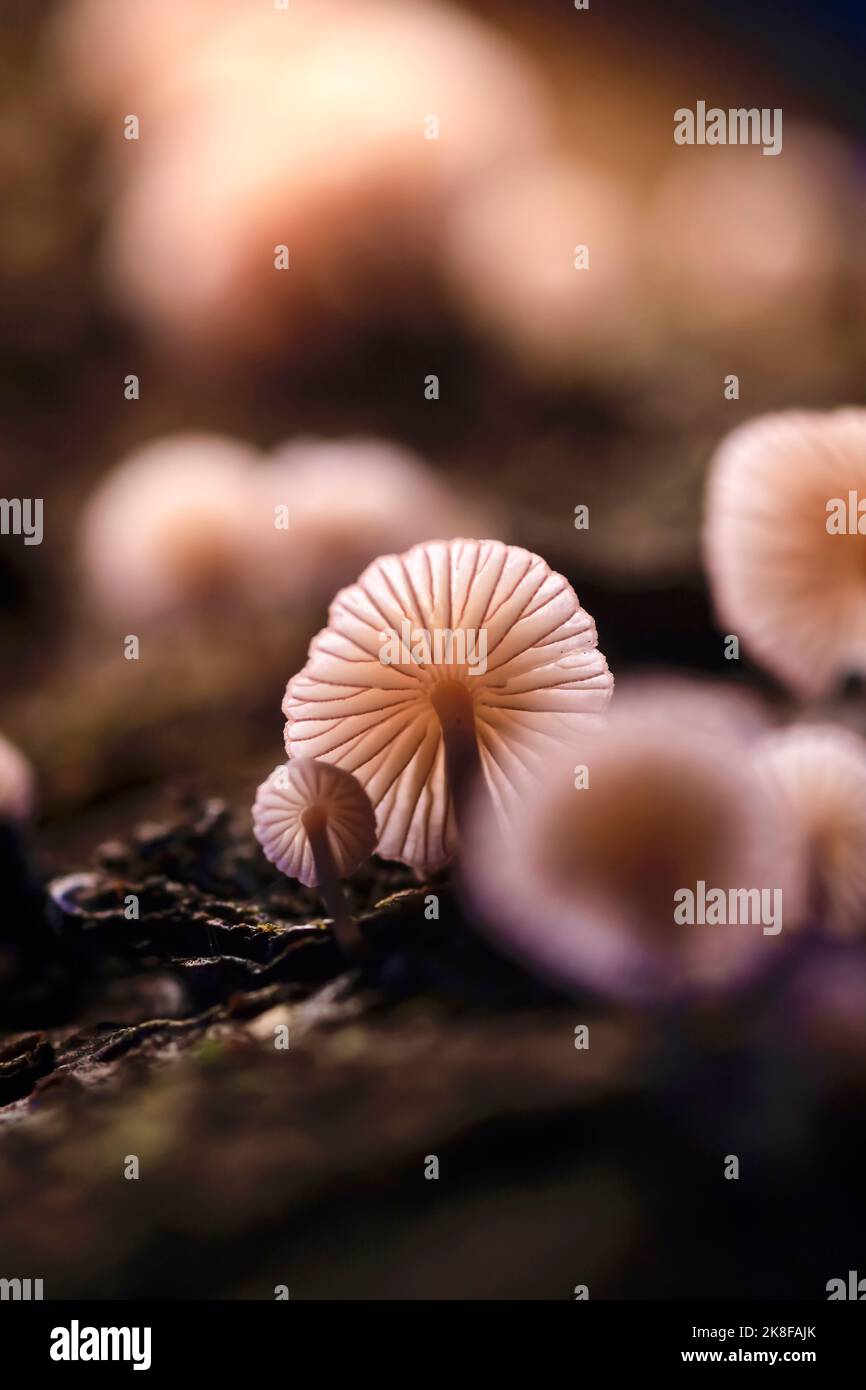 Branchie di funghi piccoli che crescono all'aperto Foto Stock