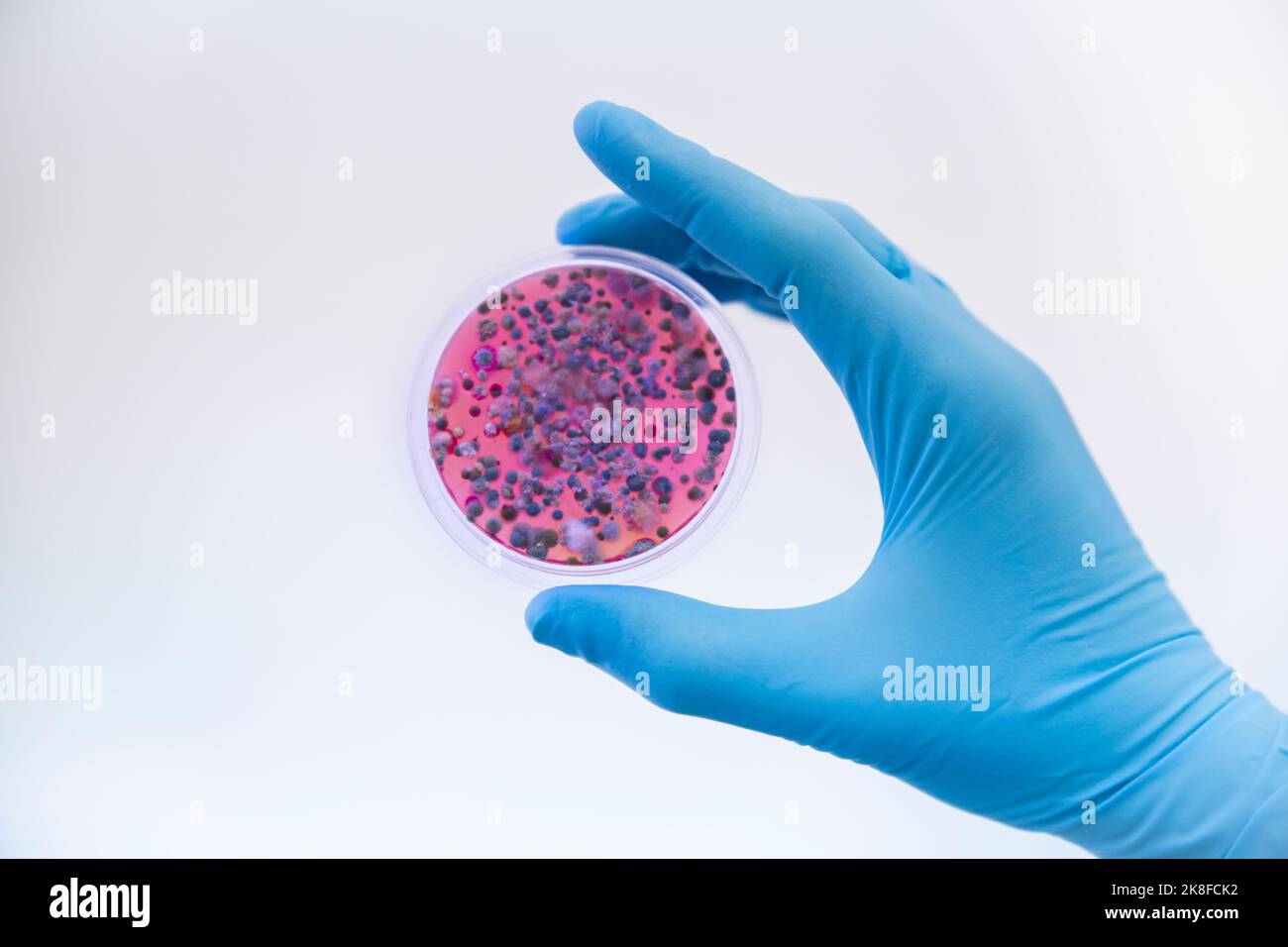 Scienziato che indossa un guanto protettivo che tiene le colture fungine in una capsula di Petri Foto Stock