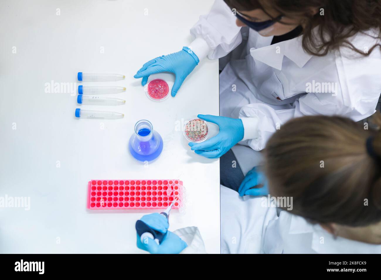 Scienziati che sperimentano con colture fungine su tavola in laboratorio Foto Stock