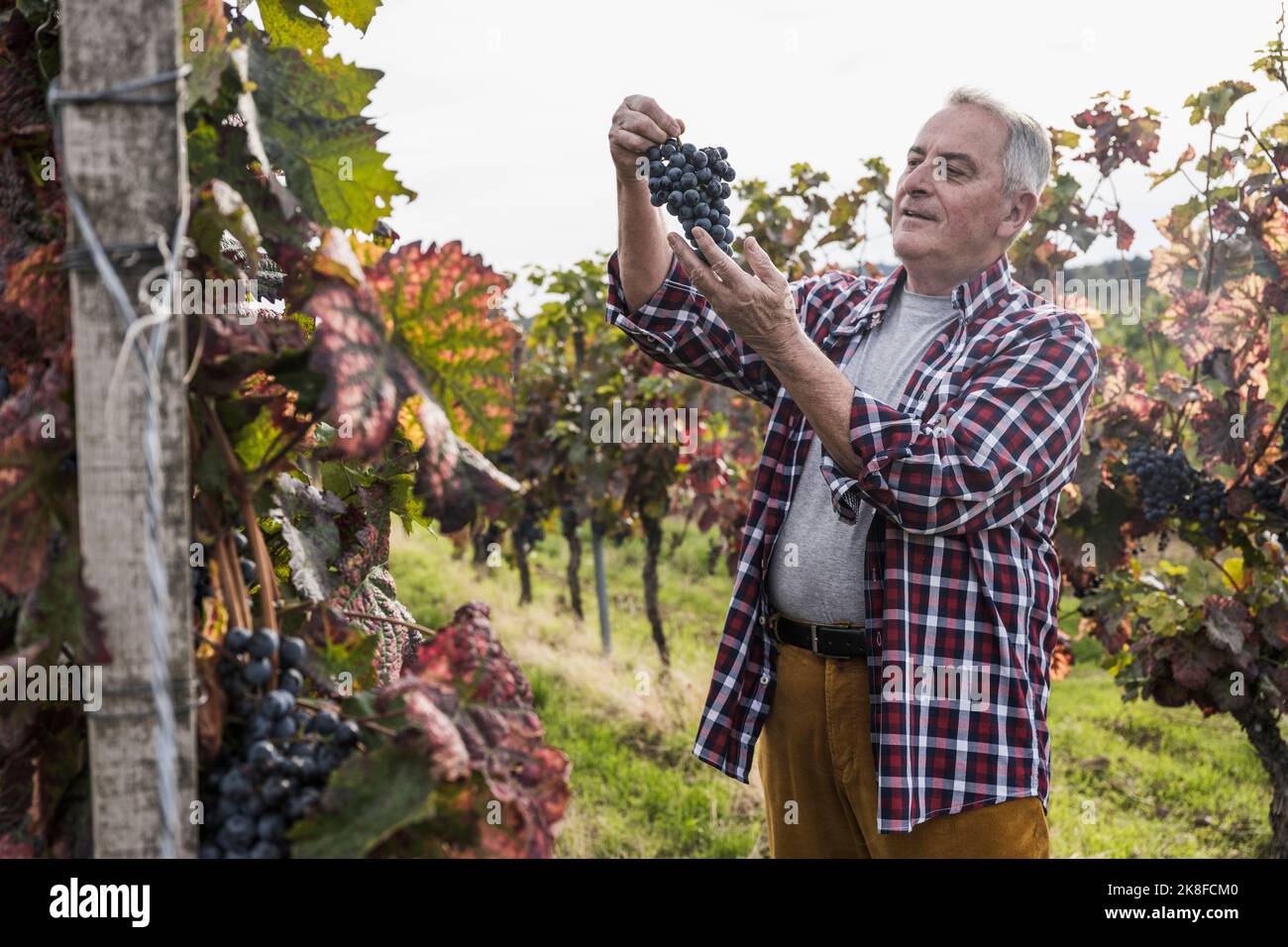 Coltivatore anziano che analizza le uve in vigna Foto Stock