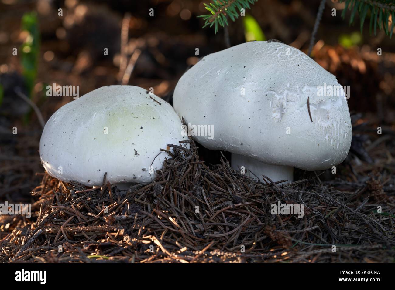 Fungo commestibile Agaricus arvensis sotto abete rosso. Conosciuto come fungo di cavallo. Due funghi bianchi selvatici che crescono negli aghi. Foto Stock