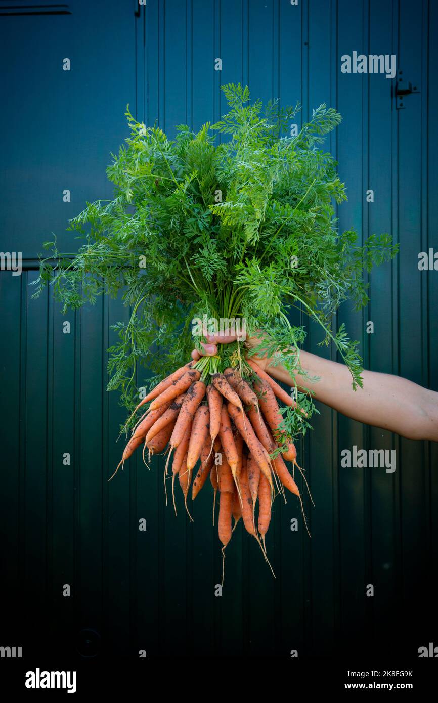 Braccio di donna che tiene mazzo di carote appena raccolte Foto Stock