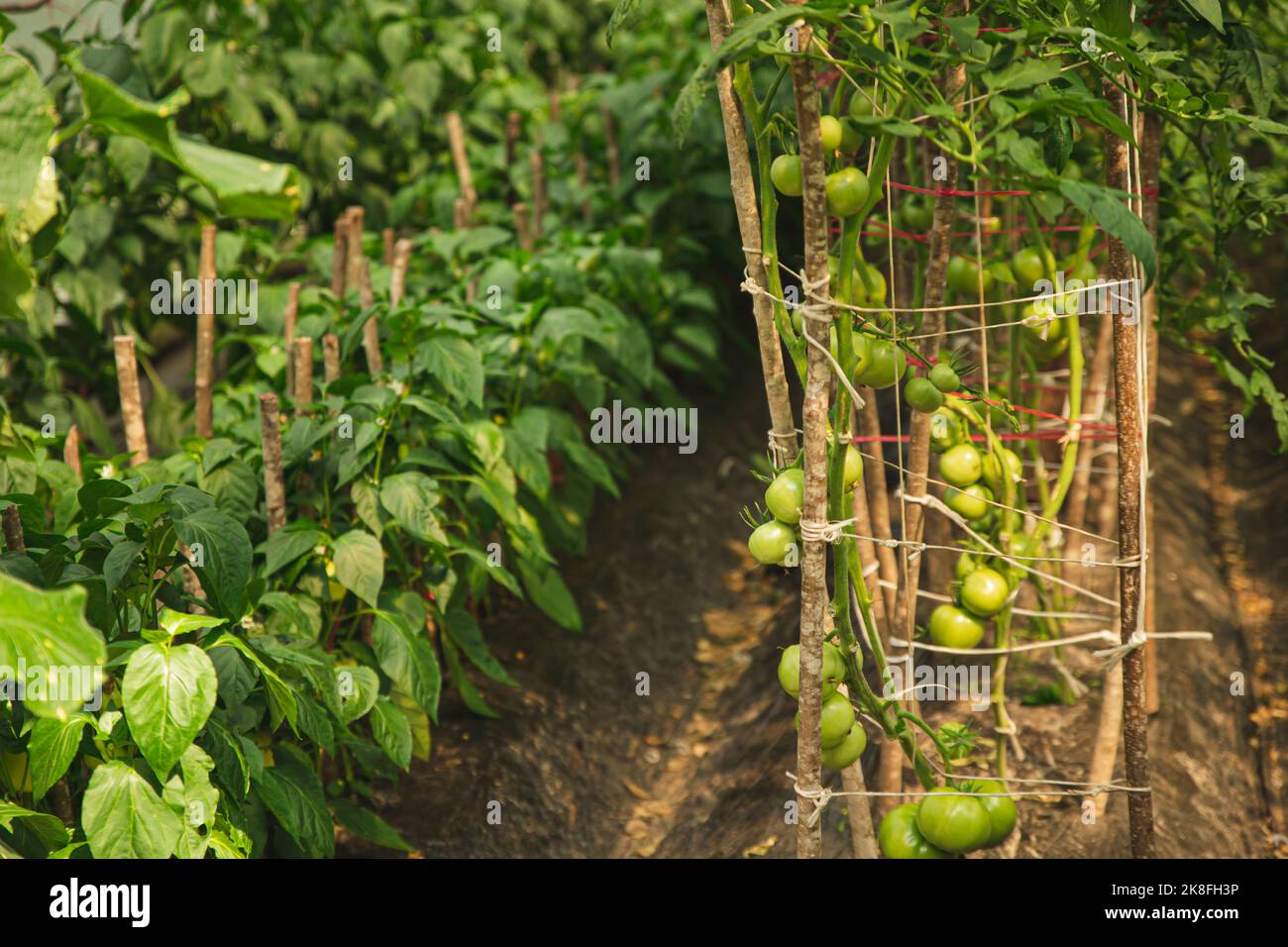 Pomodori freschi che crescono su ramo di pianta in serra Foto Stock