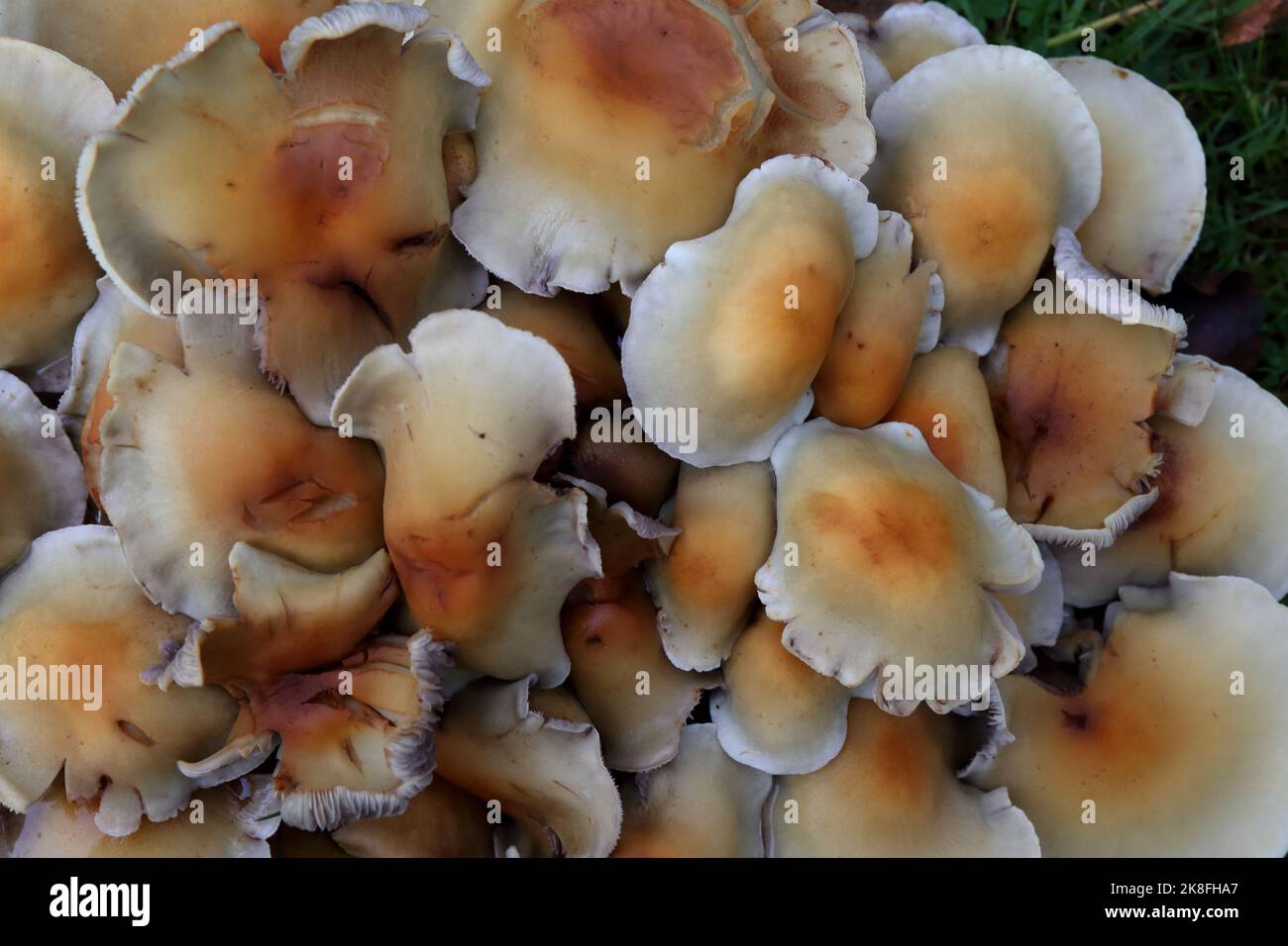 Funghi che crescono naturalmente in un Giardino Inglese. Foto Stock