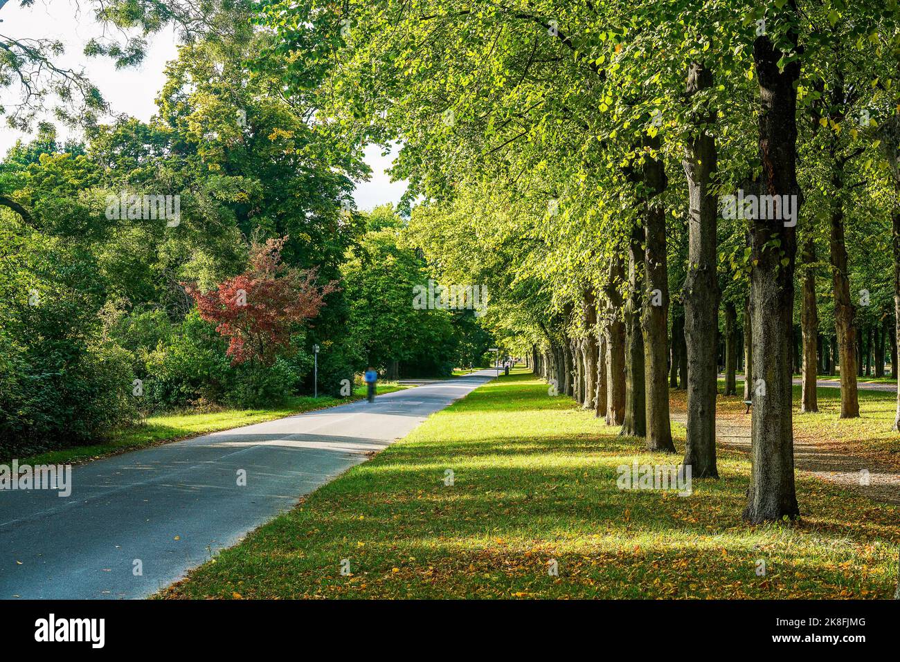 Paesaggio idilliaco in bassa Sassonia - vicolo di tiglio con un buon odore vicino ai giardini di Herrenhausen in Hannover - luce del tramonto - i raggi del sole fal Foto Stock