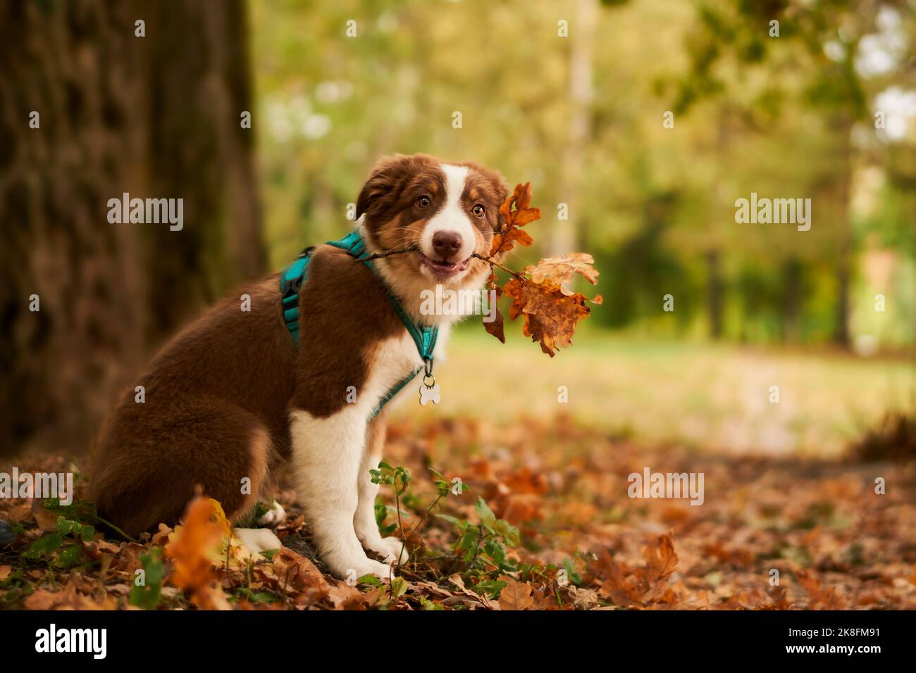 Cucciolo che trasporta il ramoscello secco in bocca Foto Stock