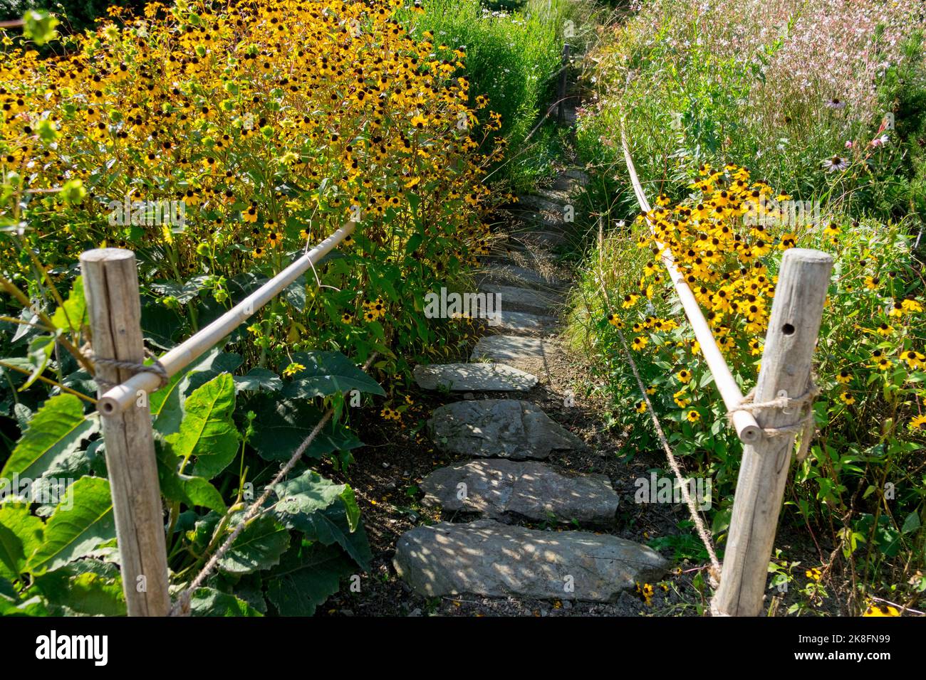 Ingresso, un sentiero nel giardino che conduce tra le piante su gradini di pietra Susan dagli occhi castani, Rudbeckia triloba, vialetto delimitato Foto Stock