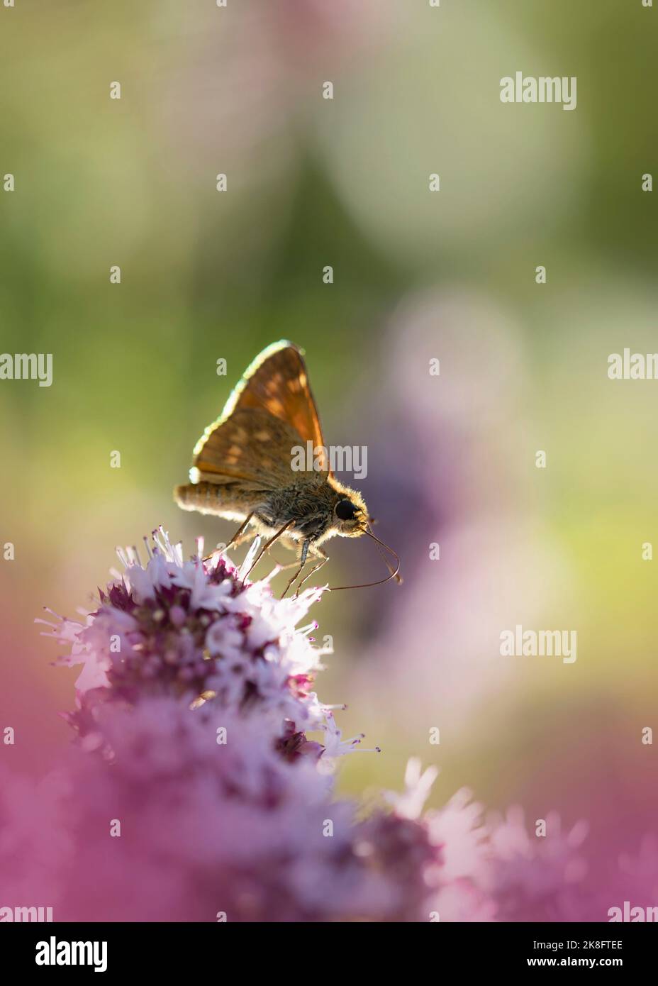 Grande skipper (Ochlodes sylvanus) che si appollaiano su fiori selvatici Foto Stock