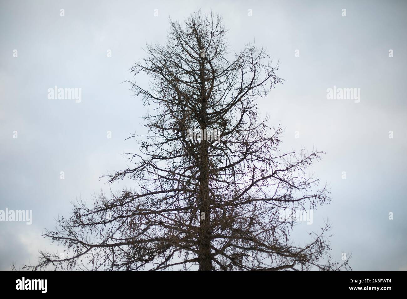 Alberi nel parco. Albero contro cielo. Dettagli della natura in serata. Foto Stock