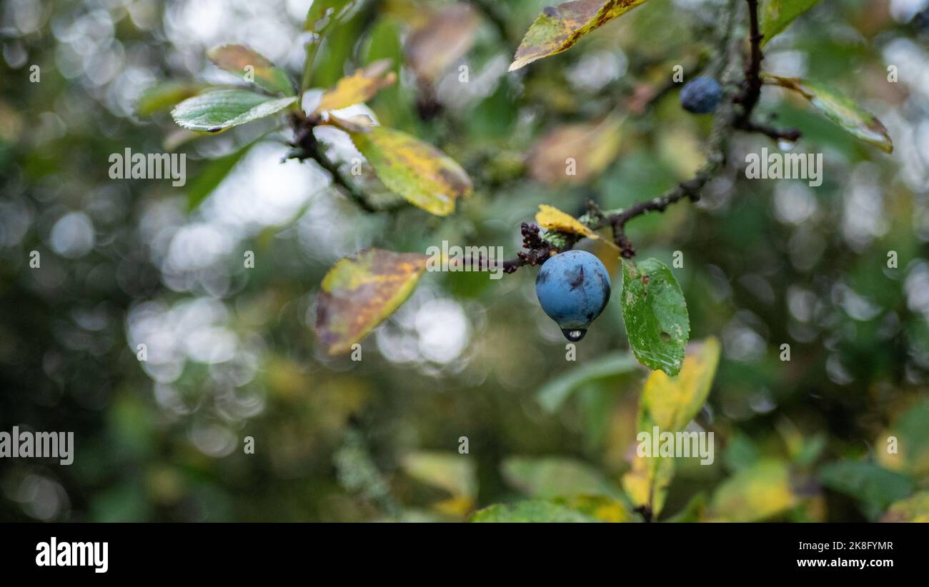 Bacche di sloe appese da un cespuglio vicino Epping, Essex. Foto Stock