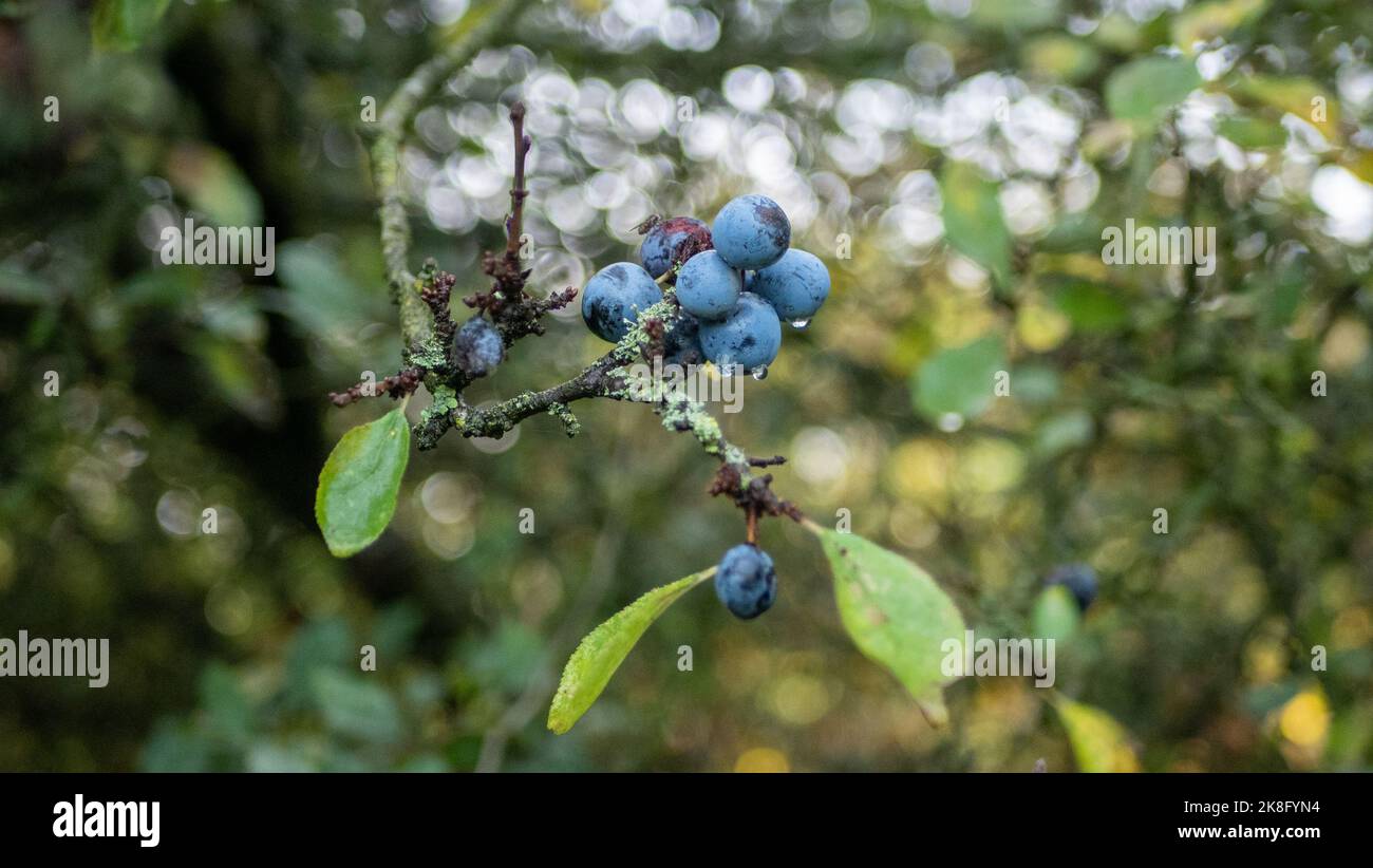 Bacche di sloe appese da un cespuglio vicino Epping, Essex. Foto Stock