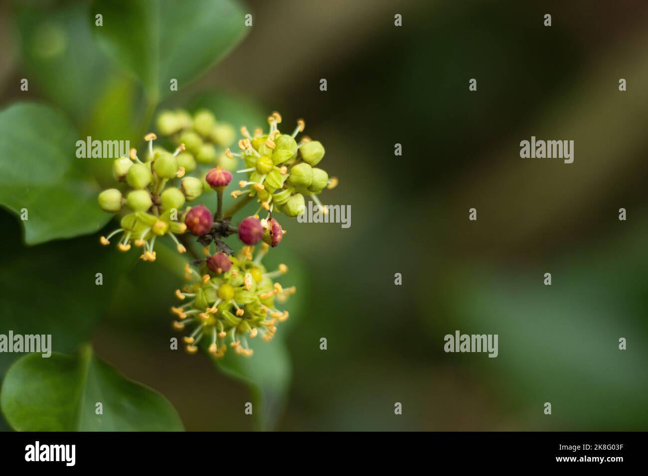 piccoli frutti verdi e rossi con spazio negativo Foto Stock
