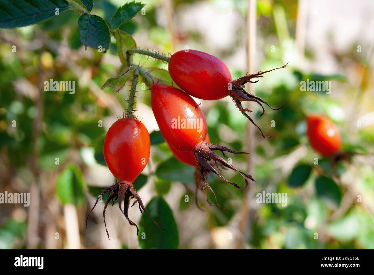 Rosa di rosticchie dal Cile. Rosa rosa rossa primo piano in primavera. Rosa mosqueta en Cile. Foto Stock